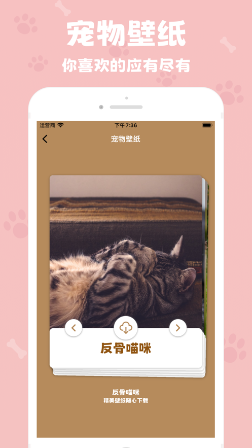 反骨喵咪app