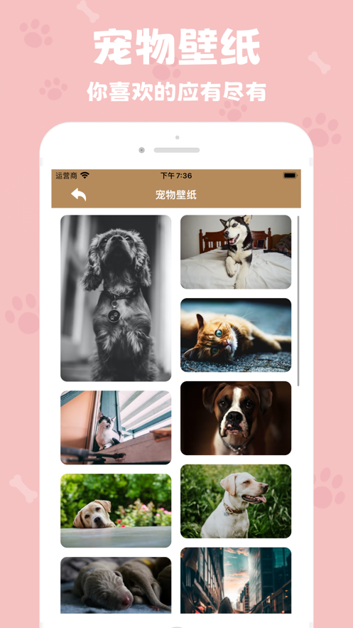 反骨喵咪app
