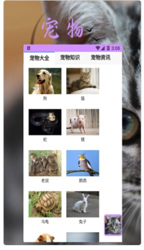 bobcat宠物