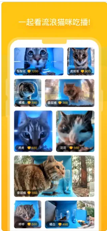 街猫