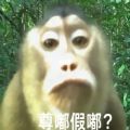 尊嘟假嘟表情包猴子
