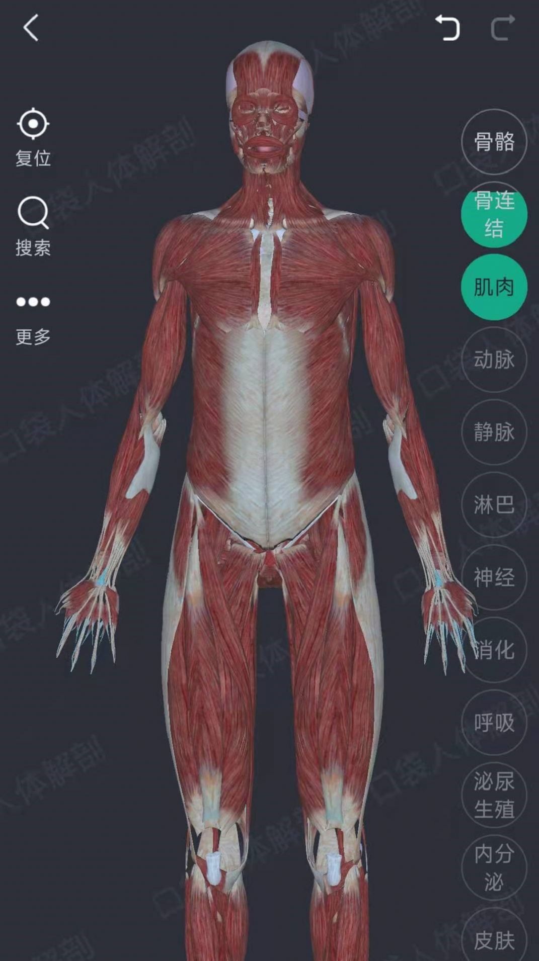 万康人体解剖