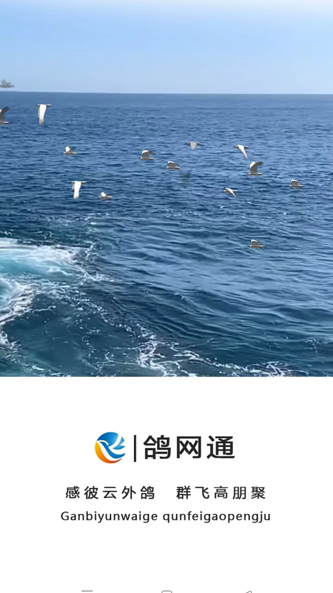 鸽网通