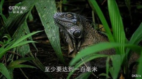 全网通TV电视版官方