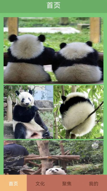 熊猫滚滚乐红包版