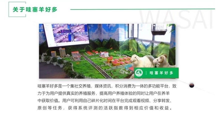 哇塞羊好多