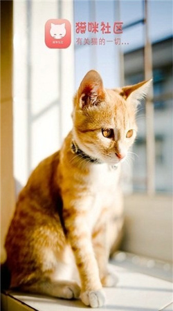 猫咪社区6.0最新版下载